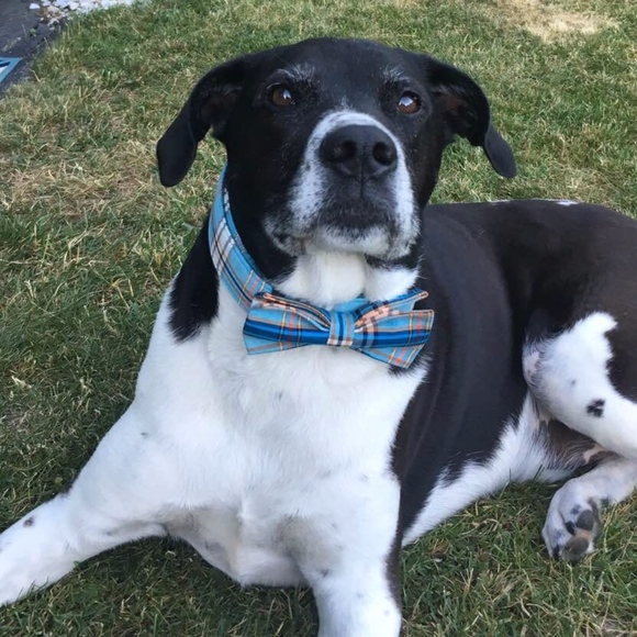 Meet your Posher, Paula - Picture 3 of 3